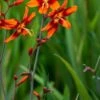 CROCOSMIA X Crocosmiiflora 'Emily McKenzie' -Perennia Bloom Shop crocosmia emily mckenzie web