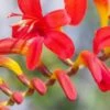CROCOSMIA 'Lucifer' -Perennia Bloom Shop crocosmia lucifer 1