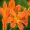 CROCOSMIA 'Severn Sunrise' -Perennia Bloom Shop crocosmia severn sunrise 2