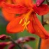 CROCOSMIA X Crocosmiiflora 'Mrs Geoffrey Howard' -Perennia Bloom Shop crocosmia x crocosmiiflora mrs geoffrey howard 8030155 2