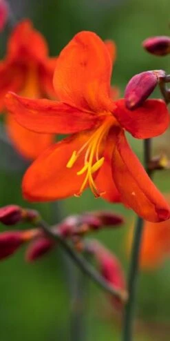 CROCOSMIA X Crocosmiiflora 'Mrs Geoffrey Howard'