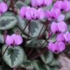 CYCLAMEN Coum -Perennia Bloom Shop cyclamen coum 1130415