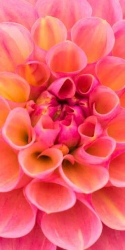 DAHLIA 'Harmari Rose' -Perennia Bloom Shop dahlia harmari rose 5140017