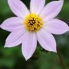 DAHLIA Merckii -Perennia Bloom Shop dahlia merkii 6031075 2