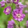 DELPHINIUM Astolat Group -Perennia Bloom Shop delphinium astolat group 6230715