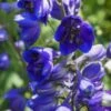 DELPHINIUM Black Knight Group -Perennia Bloom Shop delphinium black knight group 7290101