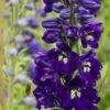 DELPHINIUM King Arthur Group -Perennia Bloom Shop delphinium king arthur group 7140091