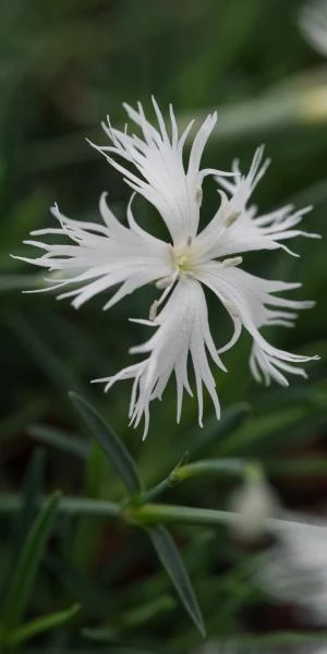 DIANTHUS Arenarius 'Little Maiden' 3 DIANTHUS Arenarius 'Little Maiden'
