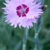 DIANTHUS 'Old Clove' -Perennia Bloom Shop dianthus old clove 5120128