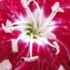 DIANTHUS Rosy's Mum -Perennia Bloom Shop dianthus rosy s mum 2