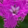 DIANTHUS Superbus 'Primadonna' 2 DIANTHUS Superbus 'Primadonna' -Perennia Bloom Shop dianthus superbus primadonna 7140040
