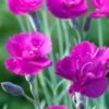 DIANTHUS 'Warden Hybrid' -Perennia Bloom Shop dianthus warden hybrids 5140220