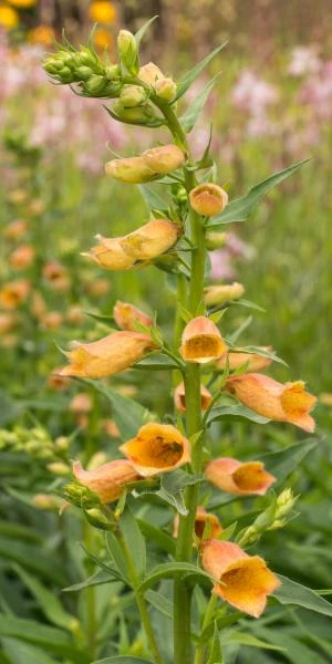 DIGITALIS Goldcrest ('Waldigone'PBR) 3 DIGITALIS Goldcrest ('Waldigone'PBR)