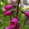 DIGITALIS Purpurea 'Camelot Series' 2 DIGITALIS Purpurea 'Camelot Series' -Perennia Bloom Shop digitalis purpurea camelot 2 2 2