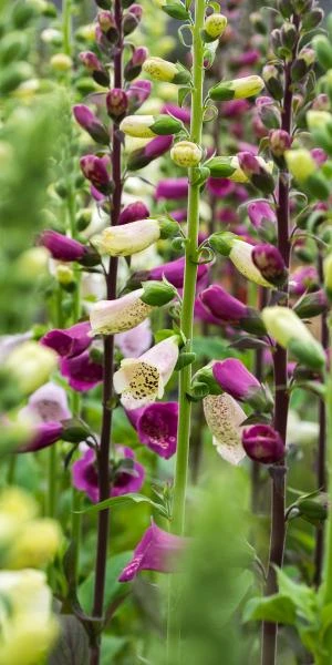 DIGITALIS Purpurea 'Camelot Series' 4 DIGITALIS Purpurea 'Camelot Series' - Image 2