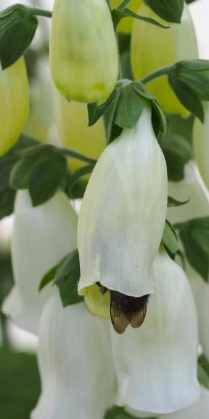 DIGITALIS Purpurea F. Albiflora 4 DIGITALIS Purpurea F. Albiflora - Image 2