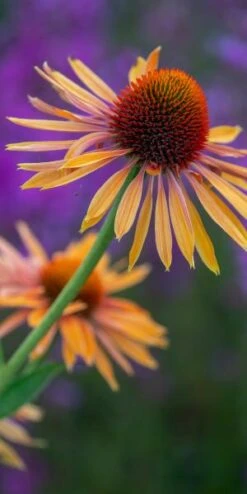 ECHINACEA 'Big Kahuna' PBR -Perennia Bloom Shop echinacea big kahuna 7260844