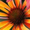 ECHINACEA 'Hot Summer' PBR -Perennia Bloom Shop echinacea hot summer