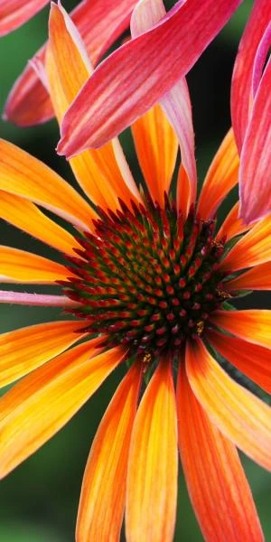 ECHINACEA 'Hot Summer' PBR 3 ECHINACEA 'Hot Summer' PBR