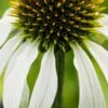 ECHINACEA Purpurea 'Avalanche' (Butterfly Series) PBR -Perennia Bloom Shop echinacea purpurea avalanche 8080279 2