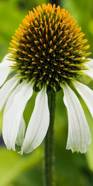 ECHINACEA Purpurea 'Avalanche' (Butterfly Series) PBR 3 ECHINACEA Purpurea 'Avalanche' (Butterfly Series) PBR
