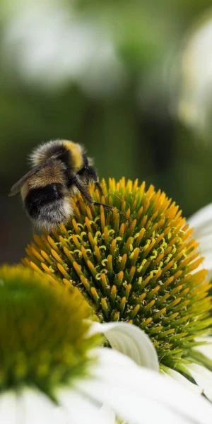 ECHINACEA Purpurea 'Avalanche' (Butterfly Series) PBR 4 ECHINACEA Purpurea 'Avalanche' (Butterfly Series) PBR - Image 2
