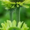 ECHINACEA Purpurea 'Green Jewel' PBR -Perennia Bloom Shop echinacea purpurea green jewel web