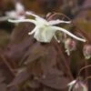 EPIMEDIUM Grandiflorum -Perennia Bloom Shop epimedium grandiflorum 4040004