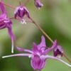 EPIMEDIUM Grandiflorum 'Lilafee' -Perennia Bloom Shop epimedium grandiflorum lilafee 3280533 2