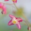 EPIMEDIUM X Rubrum -Perennia Bloom Shop epimedium x rubrum 3