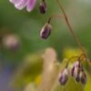 EPIMEDIUM X Youngianum 'Roseum' -Perennia Bloom Shop epimedium x youngianum roseum 4210061 3