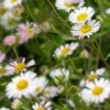 ERIGERON Karvinskianus (Profusion) -Perennia Bloom Shop erigeron karvinskianus 192486