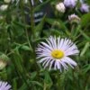 ERIGERON 'Quakeress' -Perennia Bloom Shop erigeron quakeress 6120417 2