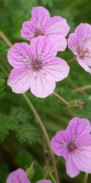 ERODIUM 'County Park' 3 ERODIUM 'County Park'
