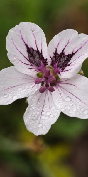 ERODIUM 'Felicity' 3 ERODIUM 'Felicity'