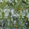 ERYNGIUM Giganteum -Perennia Bloom Shop eryngium giganteum check 6140016 2