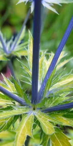 ERYNGIUM X Zabelii 'Neptune's Gold' PBR -Perennia Bloom Shop eryngium neptunes gold stem 1040107