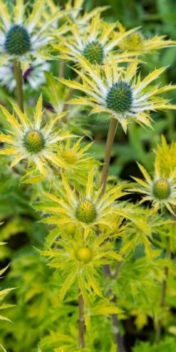 ERYNGIUM X Zabelii 'Neptune's Gold' PBR