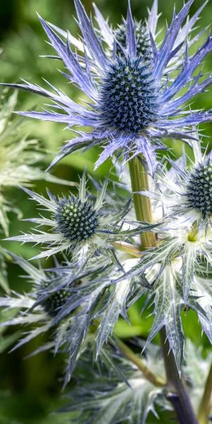 ERYNGIUM X Zabelii 'Jos Eijking' 4 ERYNGIUM X Zabelii 'Jos Eijking' - Image 2
