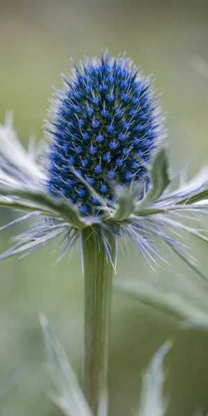 ERYNGIUM X Zabelii 'Jos Eijking' 3 ERYNGIUM X Zabelii 'Jos Eijking'