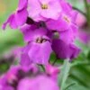 ERYSIMUM 'Winter Joy' 2 ERYSIMUM 'Winter Joy' -Perennia Bloom Shop erysimum winter joy 4070026 2