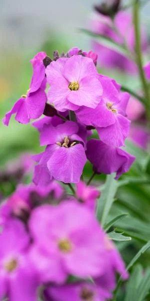 ERYSIMUM 'Winter Joy' 3 ERYSIMUM 'Winter Joy'