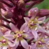 EUCOMIS Comosa 'Sparkling Burgundy' 1 EUCOMIS Comosa 'Sparkling Burgundy' -Perennia Bloom Shop eucomis comosa sparkling burgundy 1