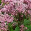 EUTROCHIUM Purpureum 'Baby Joe' PBR -Perennia Bloom Shop eupatorium dubium baby joe web