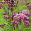 EUTROCHIUM Maculatum Atropurpureum Group -Perennia Bloom Shop eupatorium maculata atropurpureum group web