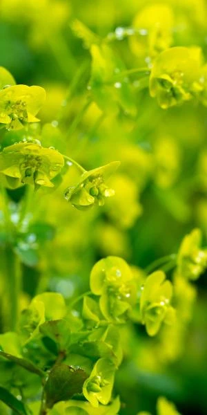 EUPHORBIA Amygdaloides Var. Robbiae 5 EUPHORBIA Amygdaloides Var. Robbiae - Image 3