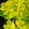 EUPHORBIA Epithymoides (polychroma) 1 EUPHORBIA Epithymoides (polychroma) -Perennia Bloom Shop euphorbia epithymoides