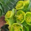 EUPHORBIA Myrsinites 2 EUPHORBIA Myrsinites -Perennia Bloom Shop euphorbia myrsinites 2