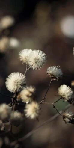 EURYBIA Divaricata 7 EURYBIA Divaricata -Perennia Bloom Shop eurybia divaricata 010220
