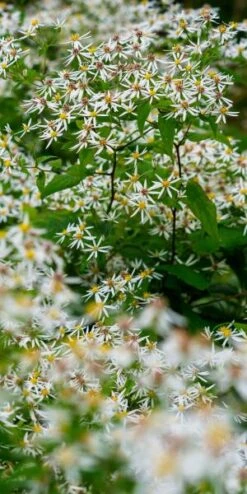 EURYBIA Divaricata 6 EURYBIA Divaricata -Perennia Bloom Shop eurybia divaricata 8280207